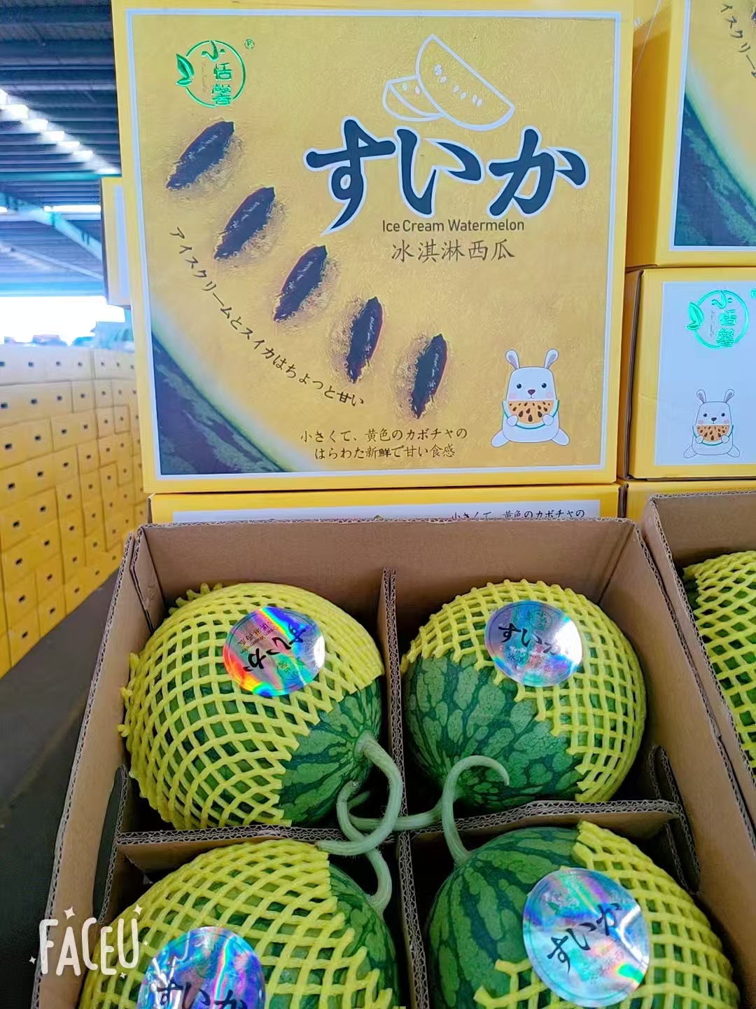 JT特小凤4只装